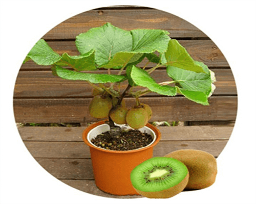 Hạt giống Kiwi chịu nhiệt siêu trái
